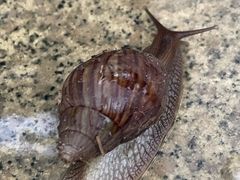 -三亚亚龙湾雅高美爵酒店