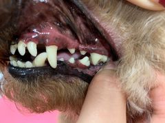 -宠福鑫康馨动物医院·骨科·眼科