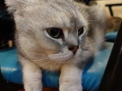 -猫小院猫主题咖啡厅(北锣店)