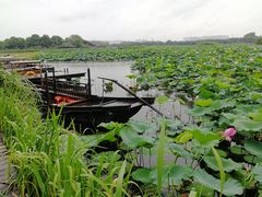 -荷塘月色湿地公园·向阳花洲