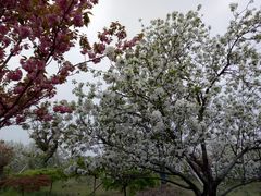 -天王浮山樱花园