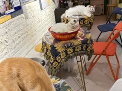 -平行世界·猫咖(首经贸店)