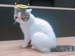 -瞄一喵猫咖(格力海岸店)