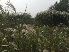 -长兴太湖图影湿地文化园