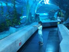 -芜湖新华联大白鲸海洋公园