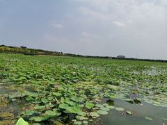 -天津东丽湖风景区