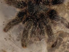 -酷以爬仙阁实体爬宠店·守宫·蜥蜴·专业繁育