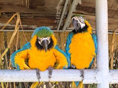 -西霞口神雕山野生动物世界