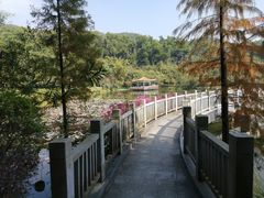 -大屏嶂森林公园
