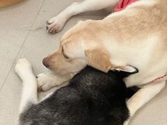 -共舞时光猫咖·狗咖(新街口店)