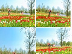 -北京国际鲜花港