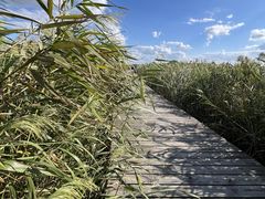 -盐城丹顶鹤湿地生态旅游区