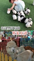 -萌宠亲子动物乐园(槐房万达店)