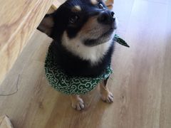 -柴犬小屋·柴餐厅·狗咖食堂(金鼎广场店)