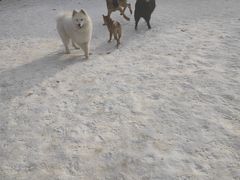 -宠乐会宠物乐园