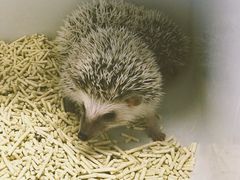 -浣熊柯尔鸭土拨鼠·电玩咖