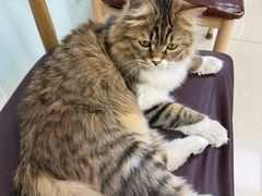 -宠福鑫动物医院(城北分院)