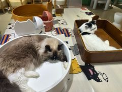 -藏猫猫咖啡主题馆(中央大道店)