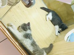 -屋虎猫馆(宝安大仟里店)
