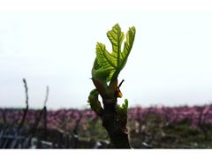 -樂桃源奉贤黄桃种植采摘基地