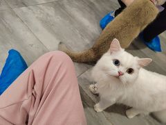 -楼上猫咖(罗湖店)