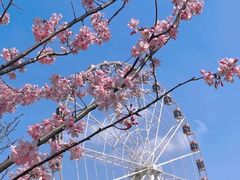 -顾村公园