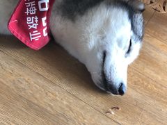 -Husky Go! 哈士奇体验馆·宠物咖啡厅狗咖