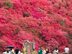 -木兰云雾山