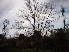 -白鹭湾湿地公园