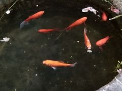 -不倒翁·徽天下名菜楼(马鞍山路店)