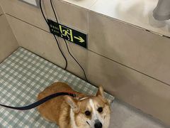 -谐和益家动物医院·免疫绝育·血液透析·宠保定点医院(高新伊藤分院)