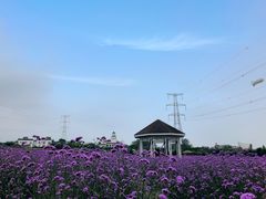 -紫颐香薰山谷景区