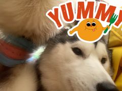 -Husky Go! 哈士奇体验馆·宠物咖啡厅狗咖