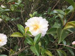 -长生素斋(普陀山店)