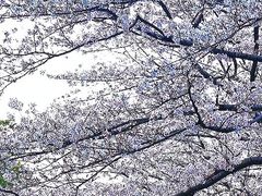 -浙江大学(玉泉校区)