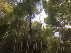 -西湖风景区十里琅珰-五云山
