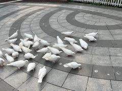 -南宫五洲植物乐园