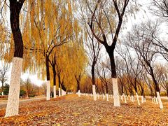 -永定河休闲森林公园