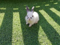 -萌宠亲子动物乐园(槐房万达店)