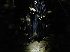 -怀托摩萤火虫洞