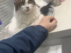 -顺强宠物诊所·狂犬免疫·夜诊·骨科(嘉定店)