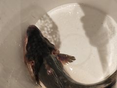 -滇香肴·云南菜蒸汽石锅鱼(云南北路店)