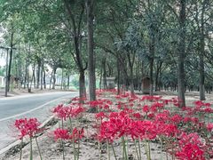 -西安浐灞国家湿地公园