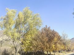 -北京龙庆四季香农家饭庄·灶台鱼·碳烤虹鳟鱼(龙庆峡店)