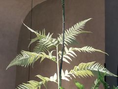 -领鲜天下·焗海鲜·花胶鸡(天目里店)