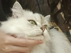 -瞄一喵猫咖(格力海岸店)