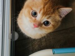 -东方名猫馆·英短金渐层布偶猫舍(环线广场1号楼店)