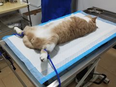 -灵美宠物诊所