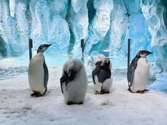 -帝企鹅自助餐厅•儿童岛•真企鹅(长隆企鹅酒店)