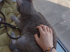 -Catmate·猫肥家润(金润铂宫店)